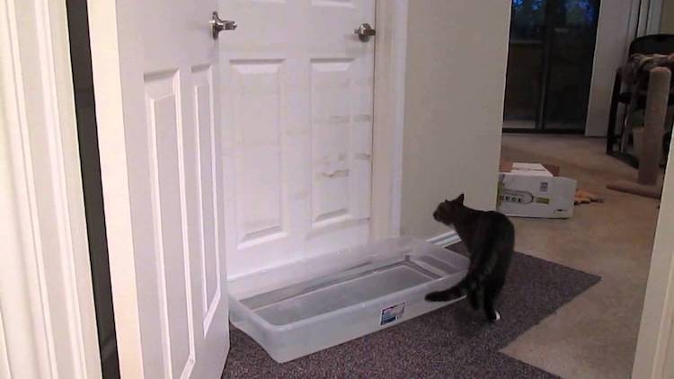 Muilder the Cat Water Trap Open Door