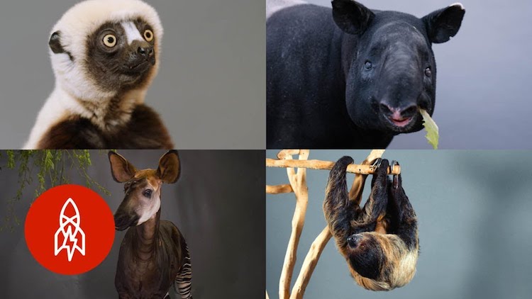 Nine Endangered Animals