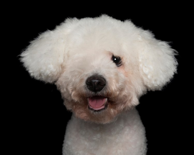 one-eyed-poodle.jpg?w=750