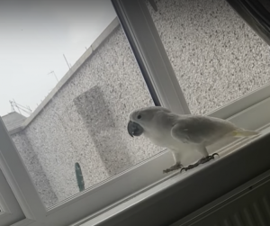 Parrot Seagull in Window