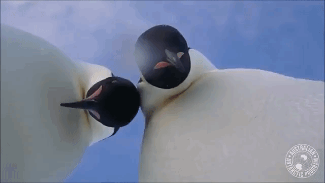 Penguin Selfie