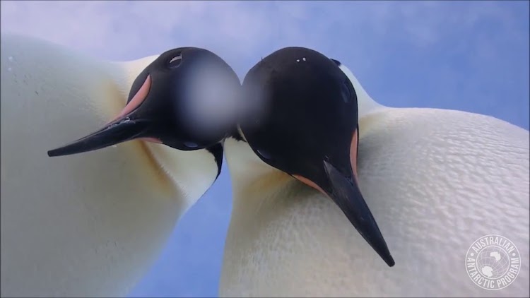 penguin-selfie.jpg