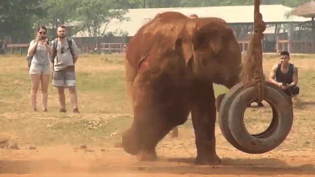 Playful Baby Elephant Crosses Trunks with Mum