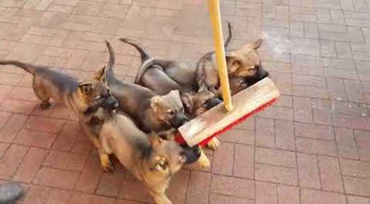 Puppies Attack Broom