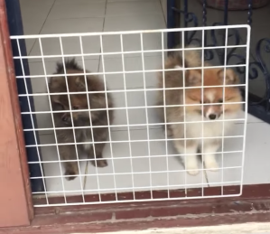 Puppies Behind Gate