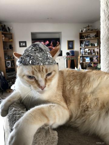 Tin Foil Hats That Shield The Thoughts Of Conspiracy Loving Cats (and 