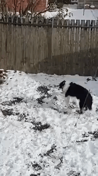 Snowball rolling dog