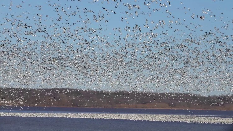 snowing-snow-geese.jpg