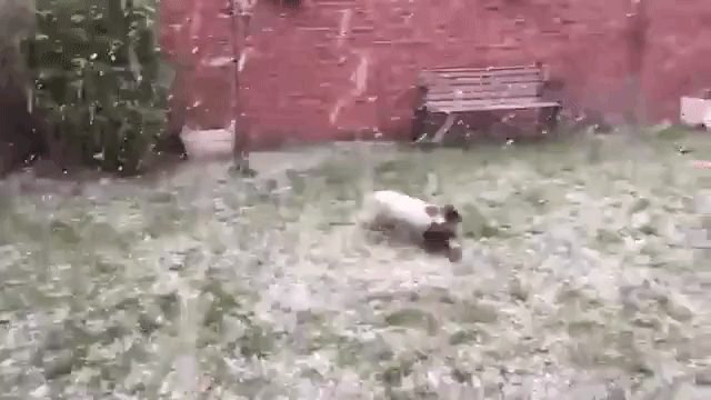 Spaniel puppy in the snow