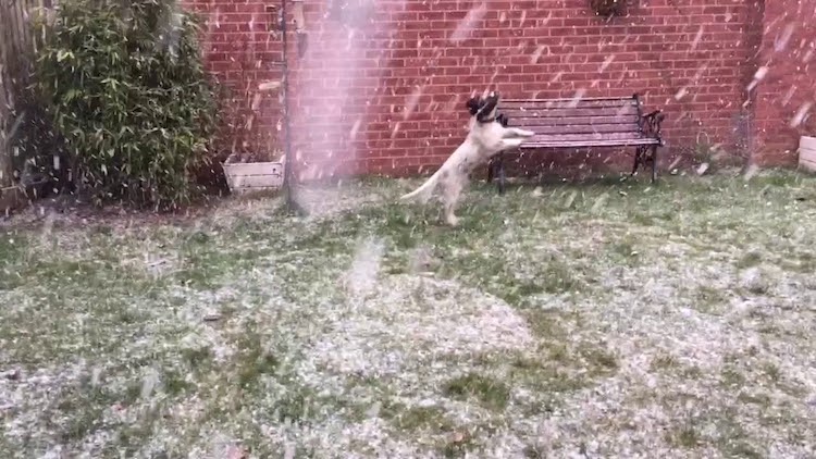 springer-spaniel-puppy-tries-to-catch-sn