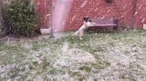 Springer Spaniel Puppy Tries to Catch Snowflakes
