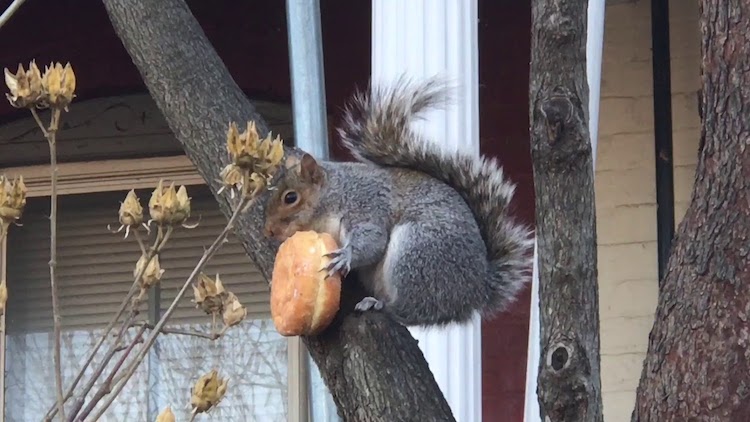 Squirrel Donut DC
