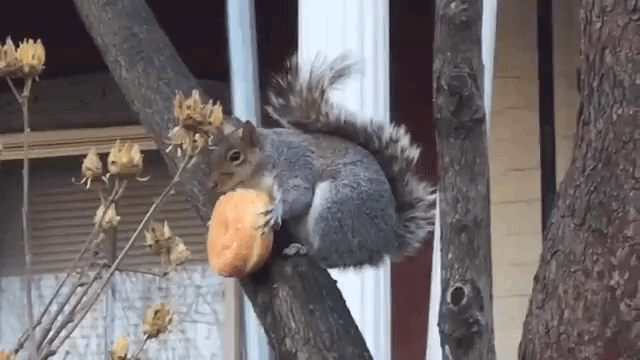 Squirrel Eating Donut