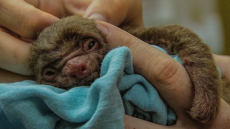 tiny the two toed sloth