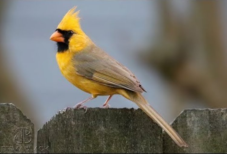 yellow-cardinal.jpg