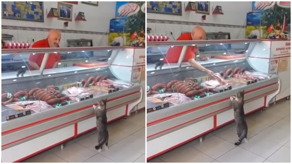 deli meat for cats