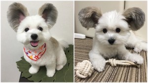 Mickey Mouse Dog