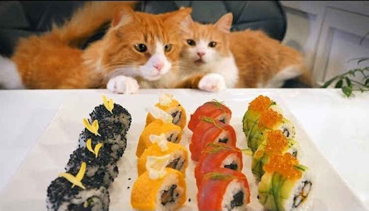 Lucy cat sushi