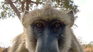Baboon Reflection in Camera Lens