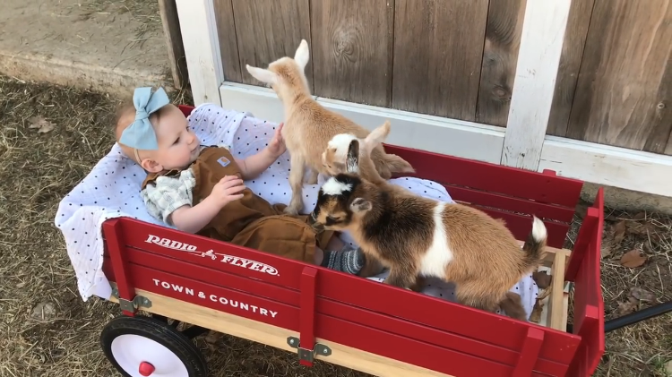Baby Girl with Baby Goats