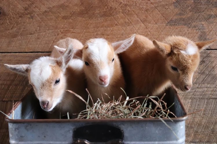 baby-goat-trio.jpg