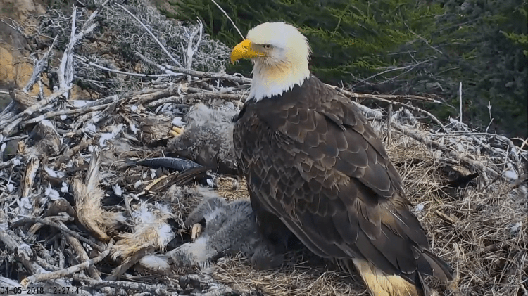Bald Eagle Dad and Hatchlings Earthquake