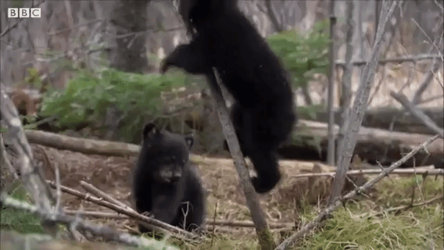 Bear Cub Climbing Small Tree