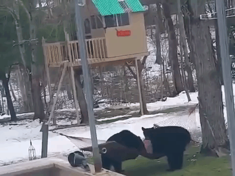 Bears in Hammock