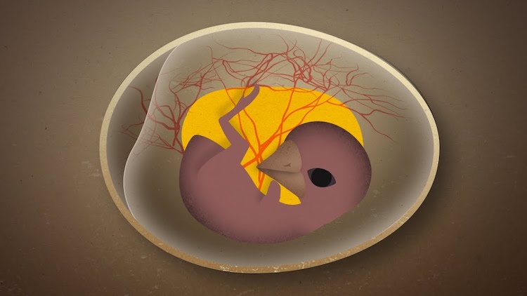 bird-embryo.jpg