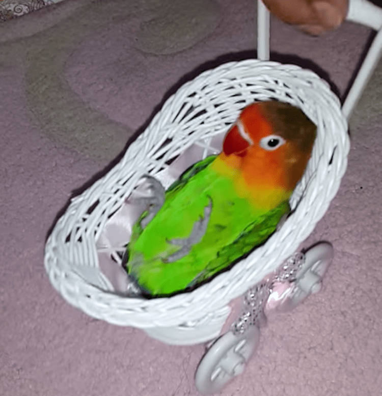 Bird in carriage