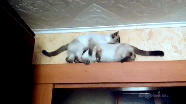 Cats Pass Each Other on Narrow Door Frame
