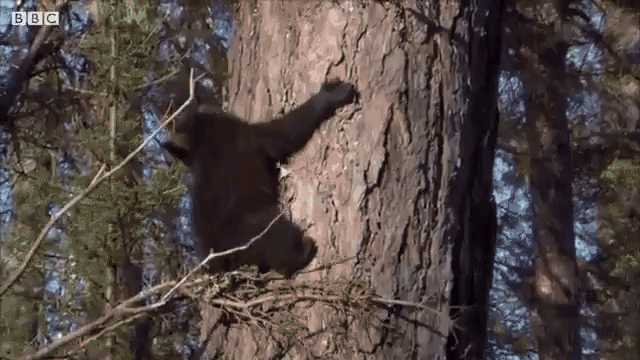 Climbing Black Bear Cub