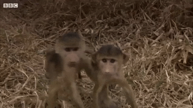 Inquisitive Baboons Admire Their Beautiful Selves as Reflected in a Camera Lens for the Very First Time