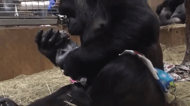 Gorilla Mum Gives Newborn a Kiss