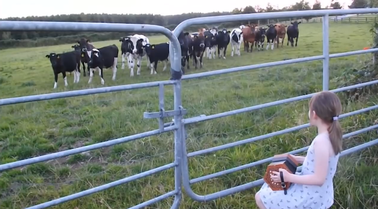 grace-lehane-serenading-cows-with-concer