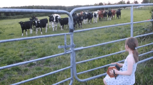 Grace Lehane Serenading Cows With Concertina