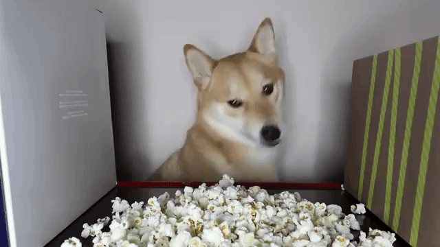 Haru shiba inu popcorn 2 minutes