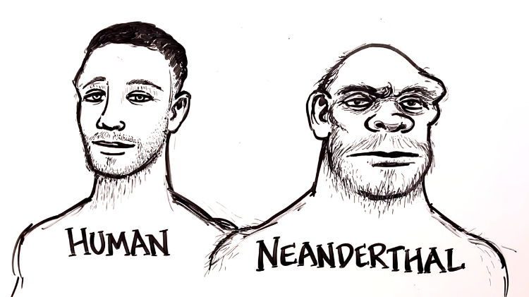 human-neanderthal.png