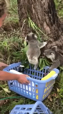Koala joeys Released into wild