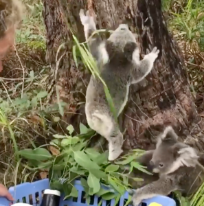 Koala Joeys Released Into Wild