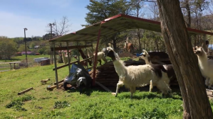 llamas chase dog around farm