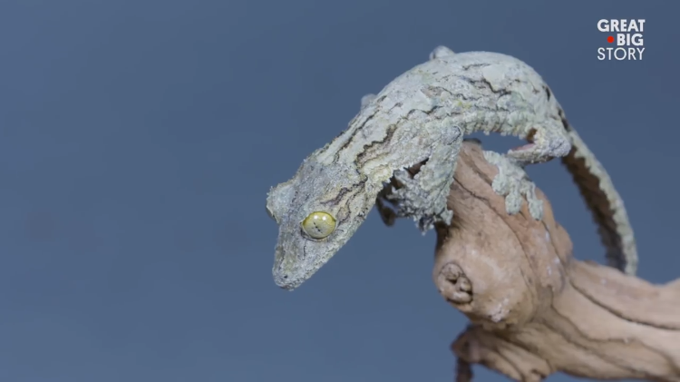 mossy-leaf-gecko.png