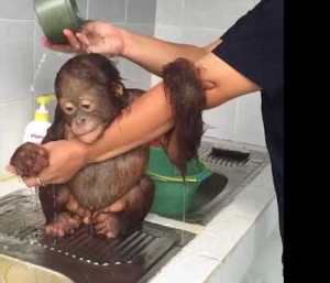 Orangutan Bath