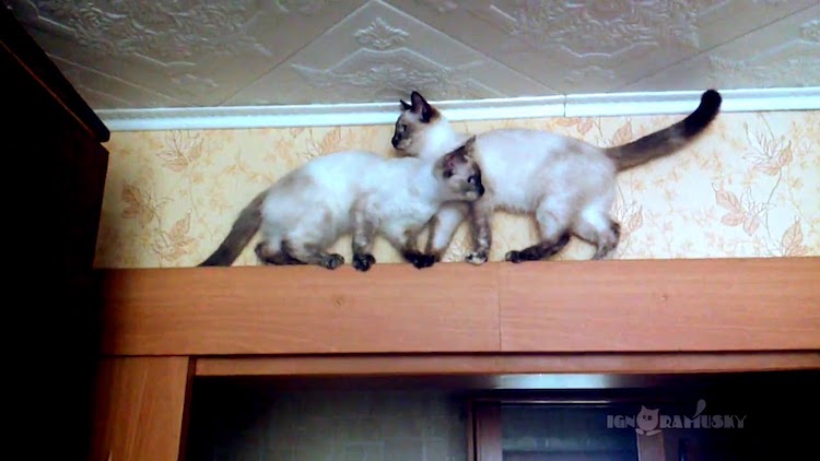 Pair of Siamese Cats Pass Each Other On Doorframe