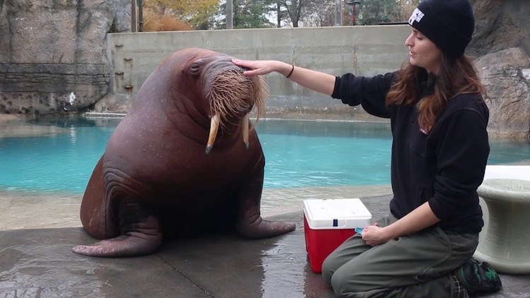 pakak-and-erika-allen-indiannapolis-zoo.