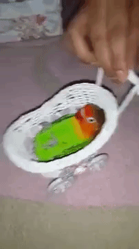 Parrot Rides in Carriage