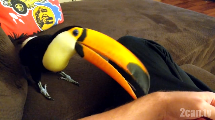 ripley-toucan-nip.png