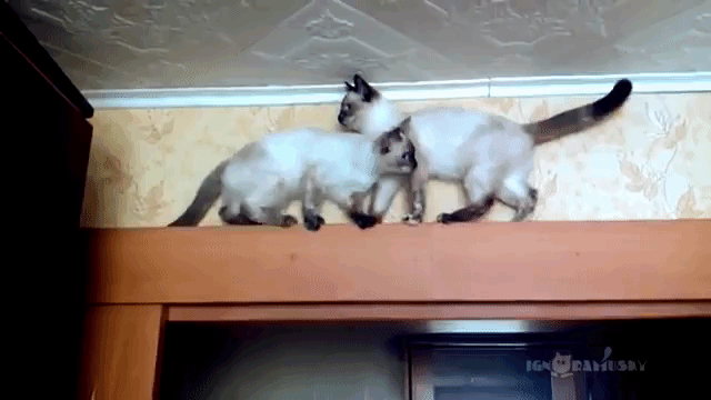 Siamese Cats Try to Pass Each Other