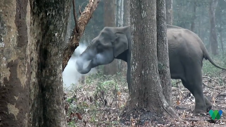 smoking-elephant.png