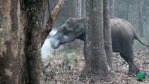 Smoking Elephant